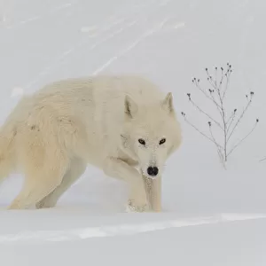 Arctic wolf in snow (Canis lupus arctos), Minnesota, USA. January. Controlled situation