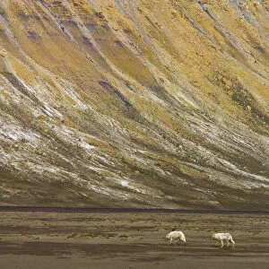Two Arctic wolves (Canis lupus) in tundra landscape, Ellesmere Island, Nunavut, Canada