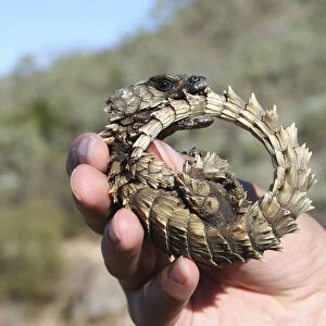 Armadillo girdled lizard (Cordylus cataphractus) coiled up in defensive posture in