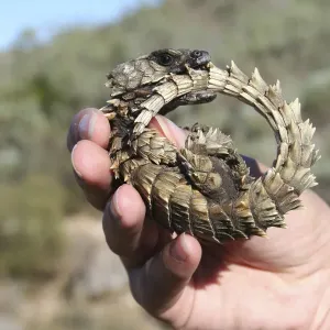 Armadillo Girdled Lizard Print Armadillo Girdled Lizard Print