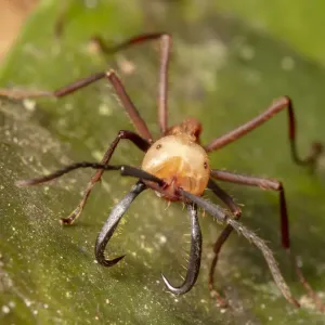 Army ant Print, Eciton burchellii carrying prey