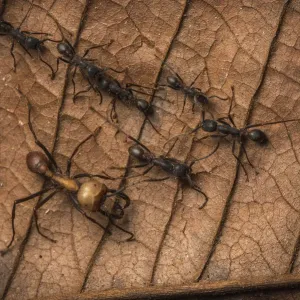 Army ants (Eciton sp. ) Costa Rica. February 2015 Army ants (Eciton sp. ) Costa Rica. February 2015