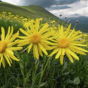 Arnica (Arnica montana) in flower on mountainside, Sibillini, Umbria, Italy. May