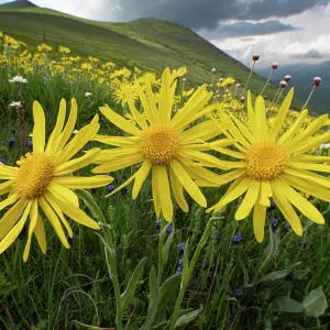 Arnica Montana Print, Sibillini Mountainside Arnica Montana Print, Sibillini Mountainside