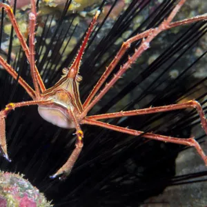 Arrow crab (Sternorhynchus lanceolatus). Tenerife, Canary Islands