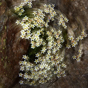 Artistic view of Saxifrage flowers, Mount Cheget, Caucasus, Russia, June 2008