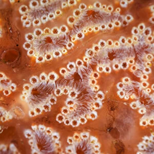 Ascidian / Sea squirt (Ascidiacea) close-up. Bohai Sea, Yellow Sea. Zhifu Island