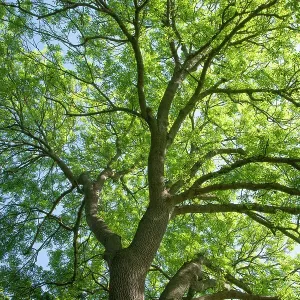 Ash Tree in Spring Print, Surrey, UK Ash Tree in Spring Print, Surrey, UK