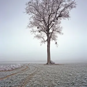 Ash tree (Fraxinus excelsior) covered in frosted, Picardy, Laon, France