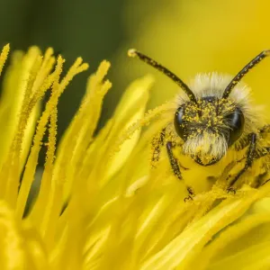 Ashy mining bee Print: Dandelion nectar, Monmouthshire, Wales Ashy mining bee Print: Dandelion nectar, Monmouthshire, Wales