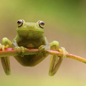 Ashy tree frog (Hypsiboas cinerascens) on leaf, Yasuni National Park, Orellana, Ecuador