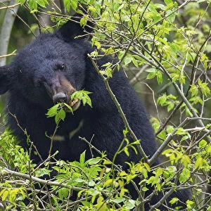 Asian black bear (Ursus thibetanus) feeding on leaves, Tangjiahe Nature Reserve