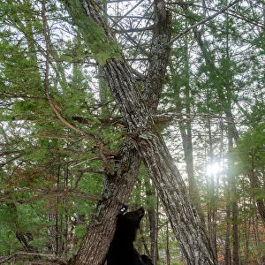 Asian black bear (Ursus thibetanus) scent marking tree by rubbing back on it, Land of the Leopard National Park, Russian Far East. Taken with remote camera. December