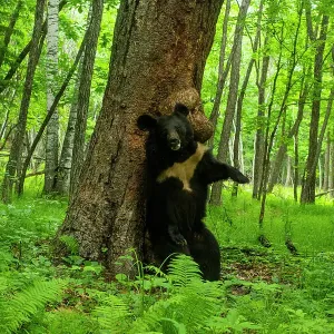 Asian black bear (Ursus thibetanus) scent marking tree with canker by rubbing back against it, Land of the Leopard National Park, Russian Far East. Taken with remote camera. August Asian black bear (Ursus thibetanus) scent marking tree with canker by rubbing back against it, Land of the Leopard National Park, Russian Far East. Taken with remote camera. August