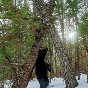 Asian black bear scent marking tree print Asian black bear scent marking tree print