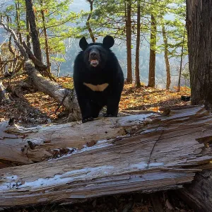Asian black bear (Ursus thibetanus) standing with paws on fallen tree in forest, Land of the Leopard National Park, Russian Far East. Taken with remote camera. August Asian black bear (Ursus thibetanus) standing with paws on fallen tree in forest, Land of the Leopard National Park, Russian Far East. Taken with remote camera. August