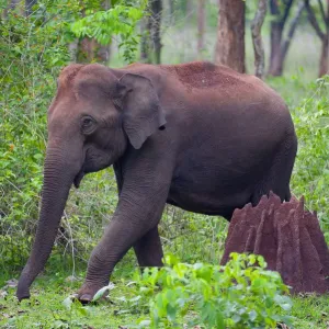 Asian Elephant (Elephas maximus) female walking past termite mound in forest, Nagarhole Asian Elephant (Elephas maximus) female walking past termite mound in forest, Nagarhole