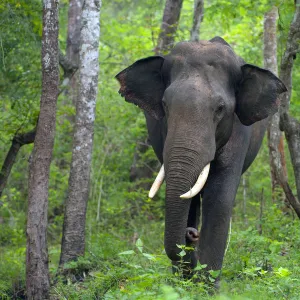 Asian Elephant (Elephas maximus) male, India