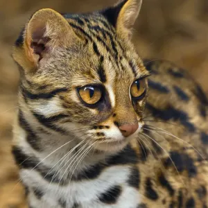 Asian Leopard Cat Print - Captive South East Asia Image Asian Leopard Cat Print - Captive South East Asia Image