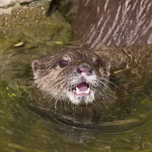 Asian / Oriental short-clawed otter (Aonyx cinerea) looking out of water with mouth open