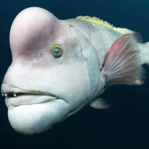 Print of a mature Asian sheepshead wrasse in breeding colouration Print of a mature Asian sheepshead wrasse in breeding colouration