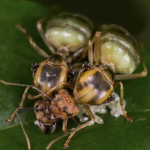 Two Asian weaver ants (Oecophylla smaragdina), queens founding a new nest, tending to eggs, West Bengal, India