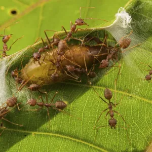 Asian weaver ants (Oecophylla smaragdina) protecting a parasitic butterfly pupa (probably Lycaenidae sp. ) which exploit the ants for food and protection for its development Asian weaver ants (Oecophylla smaragdina) protecting a parasitic butterfly pupa (probably Lycaenidae sp. ) which exploit the ants for food and protection for its development