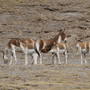 Asian wild ass (Equus kiang) herd in wetlands near Madoa, Tibetan Plateau, Qinghai, China