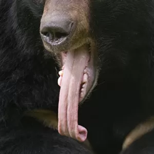 Asiatic black / Moon bear (Ursus thibetanus) head portrait with tongue hanging out