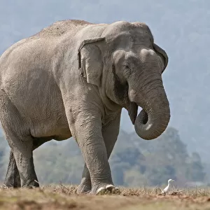 Asiatic Elephant (Elephas maximus) walking with its trunk in its mouth. Kaziranga National Park
