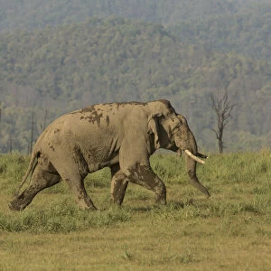 Asiatic elephant (Elephas maximus) male aggressively walking towards rival male