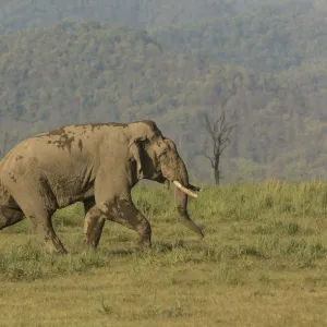 Asiatic elephant (Elephas maximus) male aggressively walking towards rival male