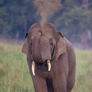 Asiatic elephant (Elephas maximus) male taking dust bath. Jim Corbett National Park, India