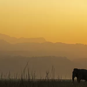 Asiatic elephant (Elephas maximus) silhouette of male at dawn. Jim Corbett National Park