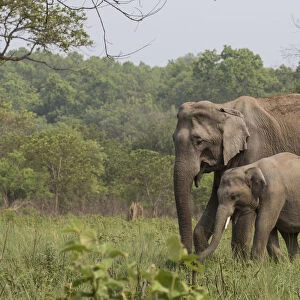 Asiatic elephant (Elephas maximus), mother and young male calf grazing. Jim Corbett National Park