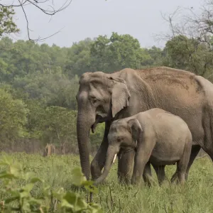 Asiatic elephant (Elephas maximus), mother and young male calf grazing. Jim Corbett National Park Asiatic elephant (Elephas maximus), mother and young male calf grazing. Jim Corbett National Park