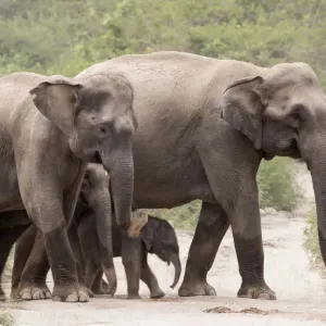 Asiatic elephant (Elephas maximus), herd with few days old calf crossing forest path Asiatic elephant (Elephas maximus), herd with few days old calf crossing forest path