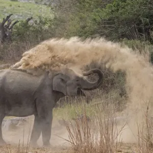 Asiatic elephant (Elephas maximus), young female taking dust bath at dawn Asiatic elephant (Elephas maximus), young female taking dust bath at dawn
