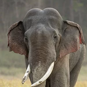 Asiatic elephant (Elephas maximus), portrait of male in musth walking across grassland