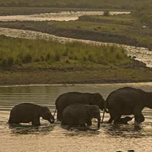 Asiatic elephant (Elephas maximus), herd drinking water and crossing Mountain River at dawn