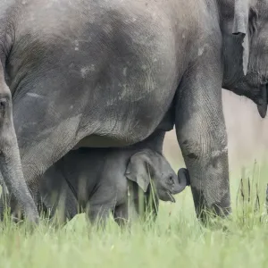 Asiatic elephant (Elephas maximus) few day old calf walking with mother. Jim Corbett National Park Asiatic elephant (Elephas maximus) few day old calf walking with mother. Jim Corbett National Park