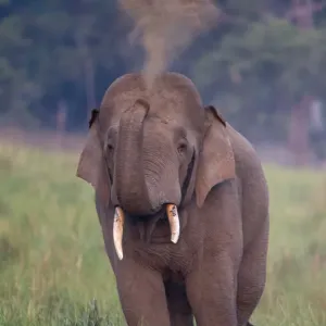 Asiatic elephant (Elephas maximus) male taking dust bath. Jim Corbett National Park, India Asiatic elephant (Elephas maximus) male taking dust bath. Jim Corbett National Park, India