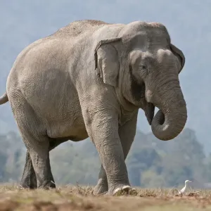 Asiatic Elephant Print: Trunk in Mouth Asiatic Elephant Print: Trunk in Mouth