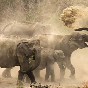 Asiatic elephants (Elephas maximus), dust bathing at dawn. Jim Corbett National Park