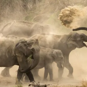 Asiatic elephants (Elephas maximus), dust bathing at dawn. Jim Corbett National Park