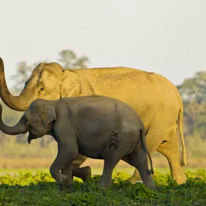 Asiatic elephants (Elephas maximus indicus) sniffing the air as they get close to a water body