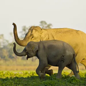 Asiatic Elephant Print: Sniffing Water's Edge, Kaziranga National Park Asiatic Elephant Print: Sniffing Water's Edge, Kaziranga National Park