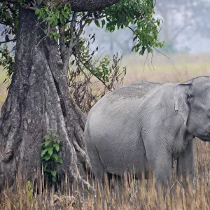 Asiatic / Indian Elephant (Elephas maximus) beside tree, Kaziranga NP, Assam, India