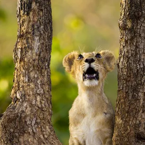 Asiatic lion cub (Panthera leo persica) looking up into tree, possibly at a bird