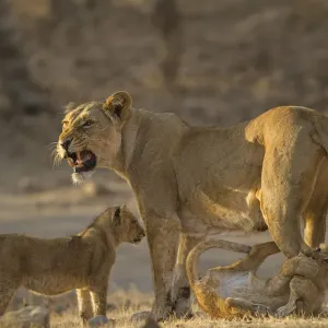 Asiatic lion (Panthera leo persica), female and cubs in morning light, cub biting mothers leg Asiatic lion (Panthera leo persica), female and cubs in morning light, cub biting mothers leg